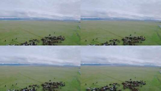 新疆巴音布鲁克草原马场高清在线视频素材下载