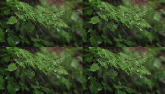 下雨树叶树枝高清在线视频素材下载