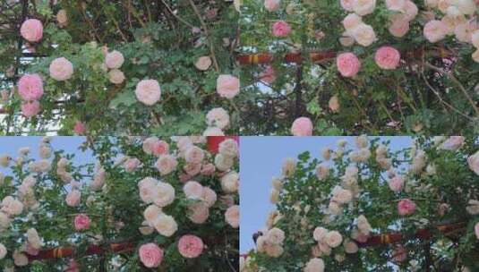 实拍视频无滤镜原图：蔷薇花盛开高清在线视频素材下载