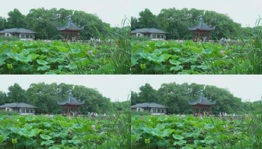武汉东湖磨山景区盆景园荷花高清在线视频素材下载