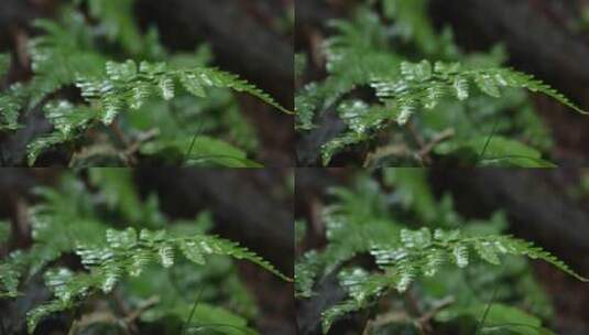 橛子植物 下雨高清在线视频素材下载