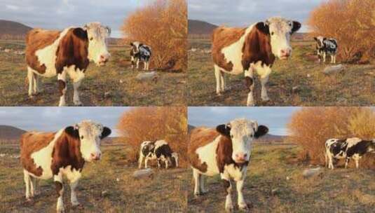 内蒙古两只牛高清在线视频素材下载
