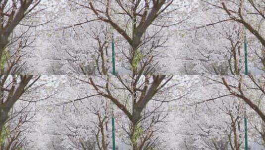 春日里天空下的樱花树高清在线视频素材下载