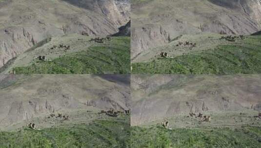 西藏山南市措美洛扎县藏式碉楼田园风光高清在线视频素材下载