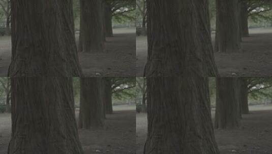 公园水杉树高清在线视频素材下载