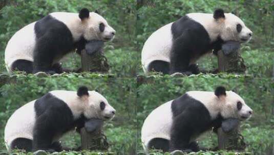 熊猫在森林的树干上休息高清在线视频素材下载