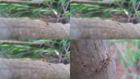 树上蚂蚁高清在线视频素材下载