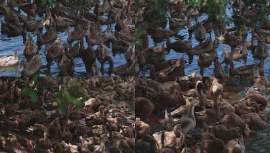 农家鸭子在水边游玩高清在线视频素材下载
