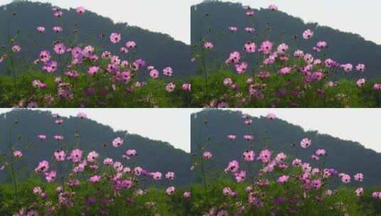 大自然自然风光美丽的梦美丽的花朵高清在线视频素材下载