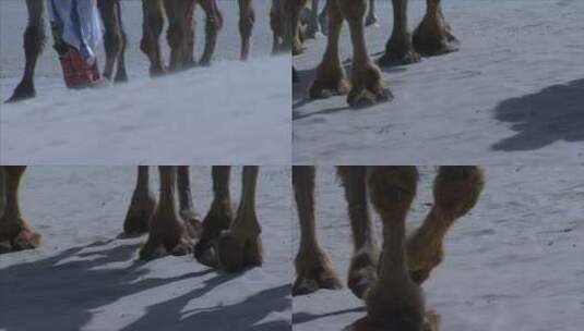 宁夏 沙漠中行走的骆驼队 脚步特写 组镜高清在线视频素材下载