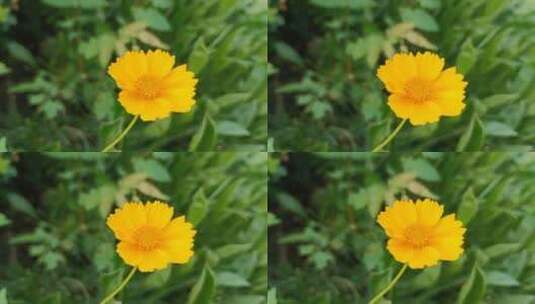 黄色小清新花朵高清在线视频素材下载