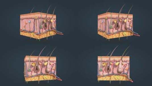 皮肤 皮下组织 皮囊 皮层 汗腺 黑色素高清在线视频素材下载