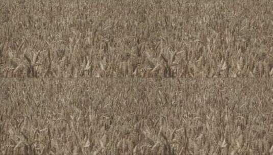 大麦作物田里谷物植物的手持特写镜头高清在线视频素材下载