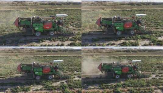 农田机械采收番茄作业高清在线视频素材下载