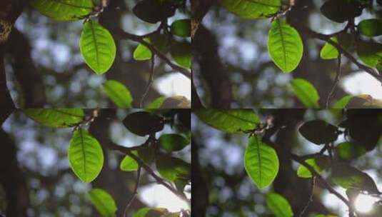 普洱古树茶大叶子（非鲜叶）高清在线视频素材下载