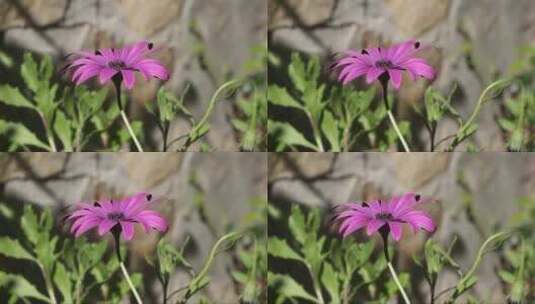 花园里的紫色花朵高清在线视频素材下载