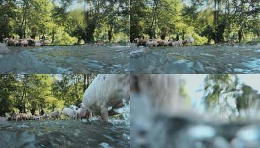 小溪视频山羊涉水蹚水过小溪高清在线视频素材下载