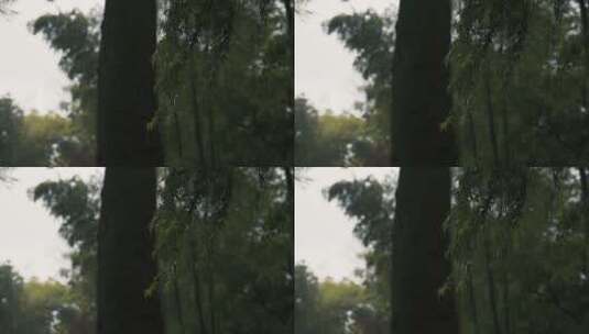 绿色植物 下雨中的江南高清在线视频素材下载