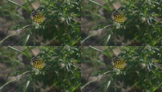 蝴蝶停留在花上高清在线视频素材下载
