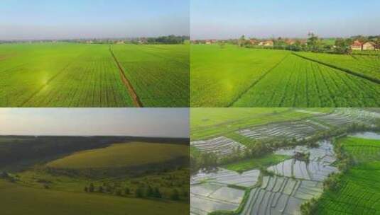 航拍风景农业种植农田田园风光绿色庄稼地高清在线视频素材下载