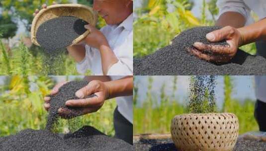 芝麻种植高清在线视频素材下载