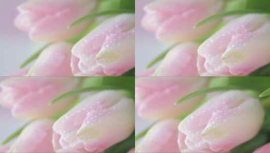 美丽的粉红色郁金香高清在线视频素材下载