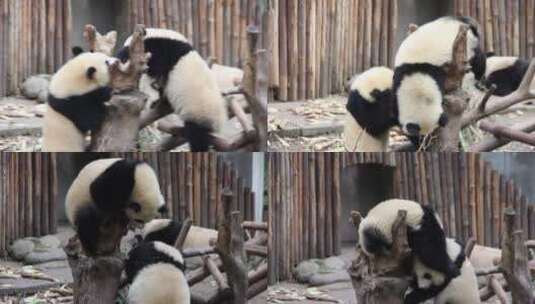 大熊猫小熊猫幼仔打闹打架嬉戏高清在线视频素材下载