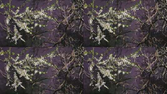 初春的雪和盛开的花朵高清在线视频素材下载