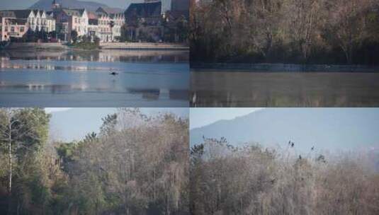野鸭飞过城市中的湖面高清在线视频素材下载