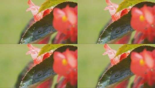 水滴从秋海棠的树叶上滑落高清在线视频素材下载