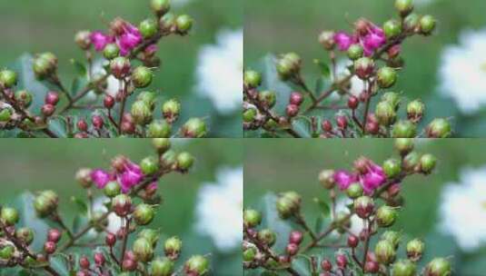 含苞待放的紫薇花花苞高清在线视频素材下载
