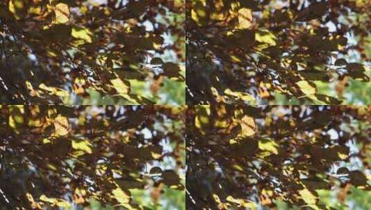 秋天树叶高清在线视频素材下载