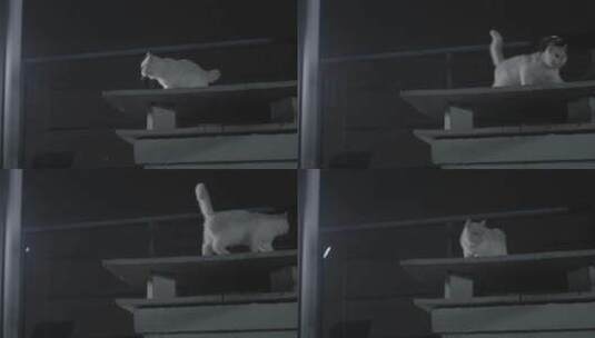 夜晚屋檐上的白猫高清在线视频素材下载