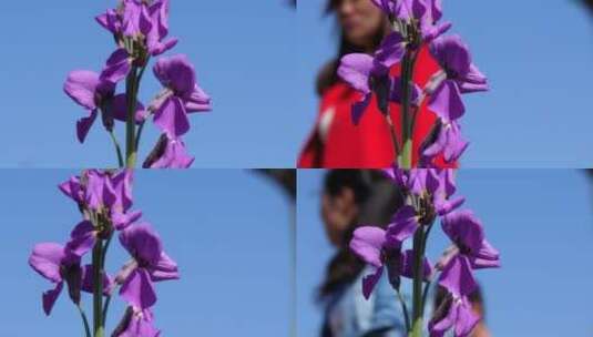 紫罗兰花柱花卉花朵植物绿化园林景观花草05高清在线视频素材下载