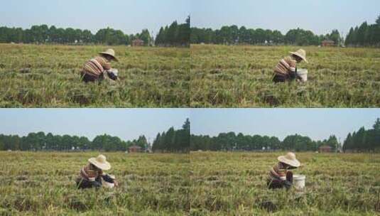 田地中的一个农民丰收农作物高清在线视频素材下载