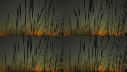 夕阳下的芦苇高清在线视频素材下载