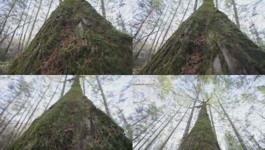 林间长满青苔的大树高清在线视频素材下载