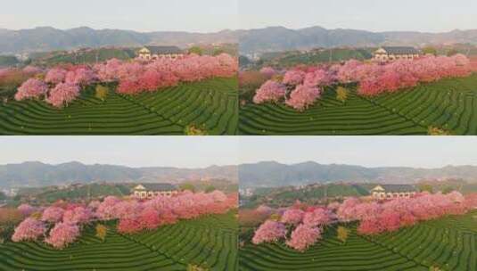 浙江湖州春日梅花梅园铁佛寺近景高清在线视频素材下载