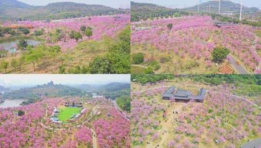 广西南宁市青秀山风景区樱花园樱花盛放高清在线视频素材下载