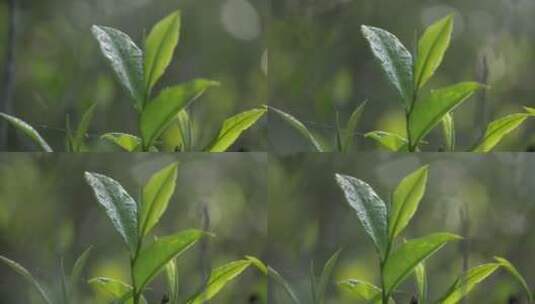 清晨茶树上的嫩茶叶高清在线视频素材下载
