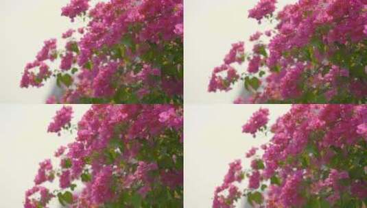 微风吹动花朵高清在线视频素材下载