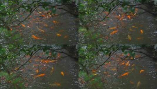 江南中式园林庭院绿植鱼池唯美空镜高清在线视频素材下载