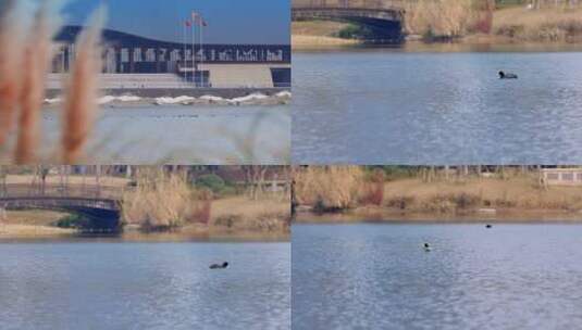 成都天府公园野鸭游在水面高清在线视频素材下载