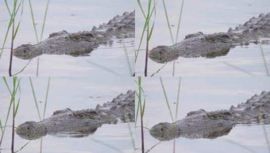 水中游泳的鳄鱼高清在线视频素材下载