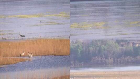 4K拍摄 云南念湖岸边的黑颈鹤高清在线视频素材下载