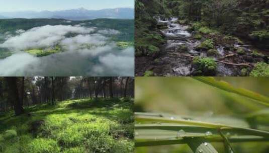 大气宣传片素材 壮阔森林云雾植物自然美景 视频合集高清在线视频素材下载