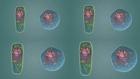 植物细胞 细胞核 液泡 叶绿体 细胞壁高清在线视频素材下载
