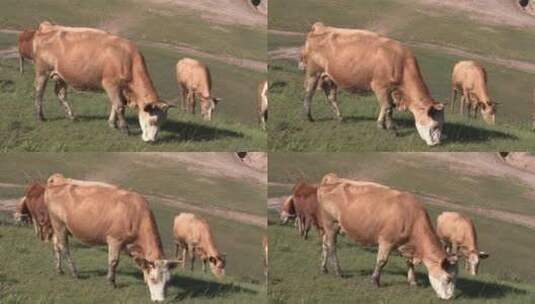 草原上散养的牛群高清在线视频素材下载