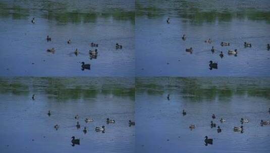 鸭子在水中高清在线视频素材下载