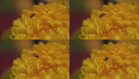 七星瓢虫在花朵上高清在线视频素材下载